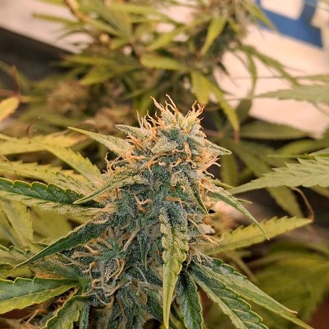 2 Auto Power Plant growlog timeline photo