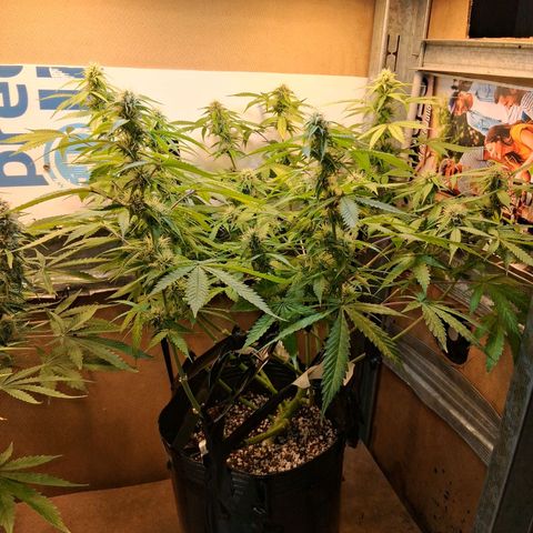 2 Auto Power Plant growlog timeline photo