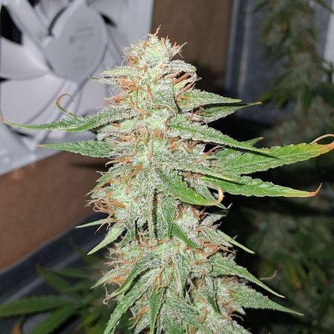 2 Auto Power Plant growlog photo: power 1 ya casi cerrada power 2 drenaje 5.6 ec 1.0 no se pudo aprovechar semanas clave de engorde en las power plant por bloqueo de ph 