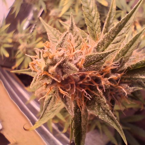 2 Auto Power Plant growlog photo: power 1 ya casi cerrada power 2 drenaje 5.6 ec 1.0 no se pudo aprovechar semanas clave de engorde en las power plant por bloqueo de ph 