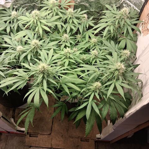 3 Critical Orange Punch growlog photo: Riego en ph alto drenan 5.7 5.7 y 5.2 la d la derecha 