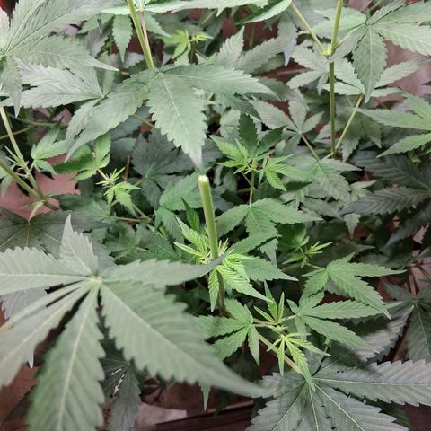 2 Egypto Indian seeds growlog photo: se quiebra una p7nta a cad una al querer hacer topping...