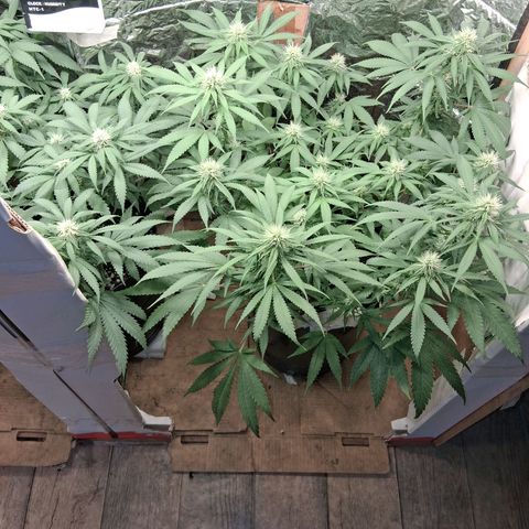 3 Critical Orange Punch growlog photo: Hoy descubrimos q el medidor marcaba 0.8 mas de lo real. ph 5.3 en sustratos pero siempre comiendo. proximos riegos ph 7.0 real tricodermas y booster