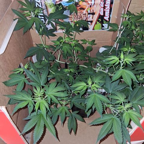 2 Egypto Indian seeds growlog timeline photo