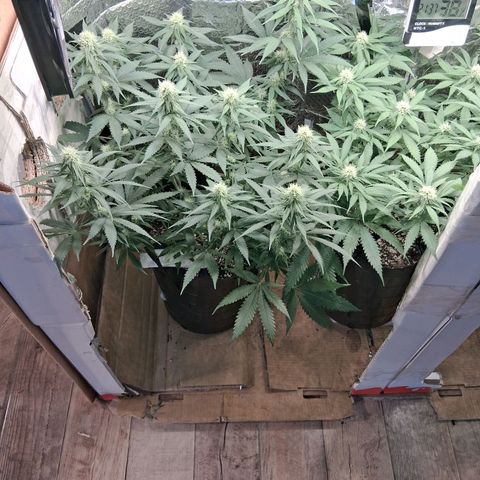 3 Critical Orange Punch growlog timeline photo