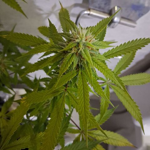 2 Auto Power Plant growlog photo: power 1 ya casi cerrada power 2 drenaje 5.6 ec 1.0 no se pudo aprovechar semanas clave de engorde en las power plant por bloqueo de ph 