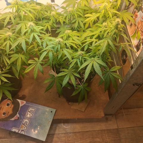 2 Auto Power Plant growlog timeline photo