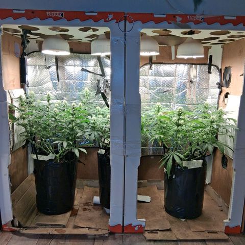 3 Critical Orange Punch growlog photo: Hoy descubrimos q el medidor marcaba 0.8 mas de lo real. ph 5.3 en sustratos pero siempre comiendo. proximos riegos ph 7.0 real tricodermas y booster