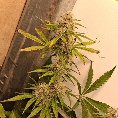 2 Auto Power Plant growlog timeline photo