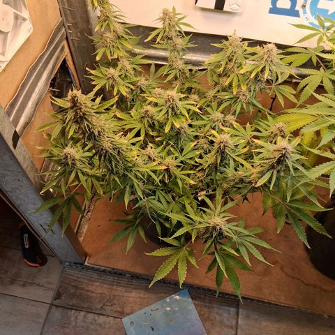 2 Auto Power Plant growlog timeline photo