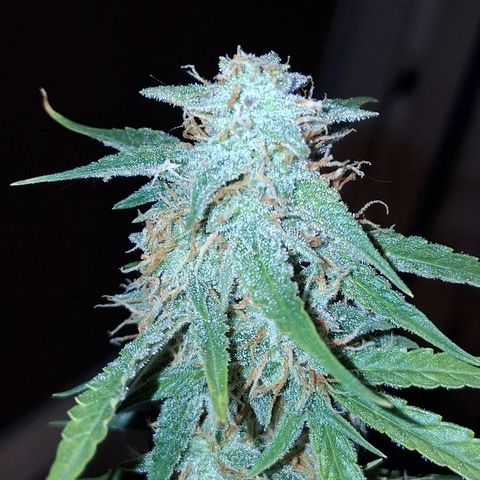 2 Auto Power Plant growlog timeline photo