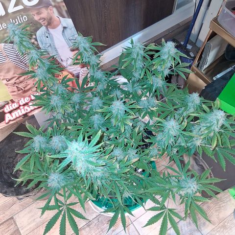 2 Auto Power Plant growlog timeline photo