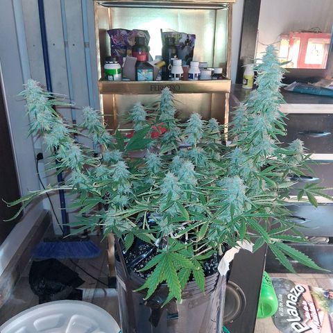 2 Auto Power Plant growlog timeline photo
