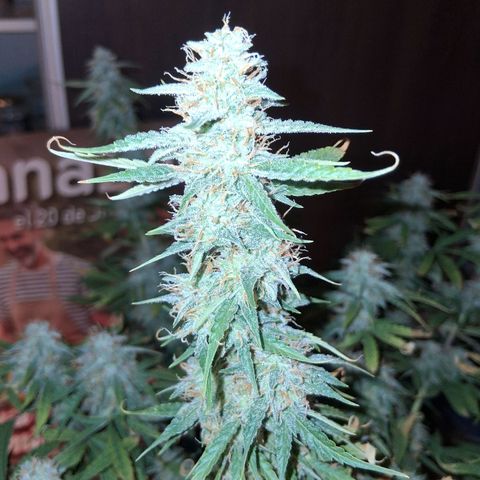 2 Auto Power Plant growlog timeline photo