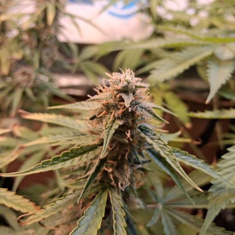 2 Auto Power Plant growlog timeline photo