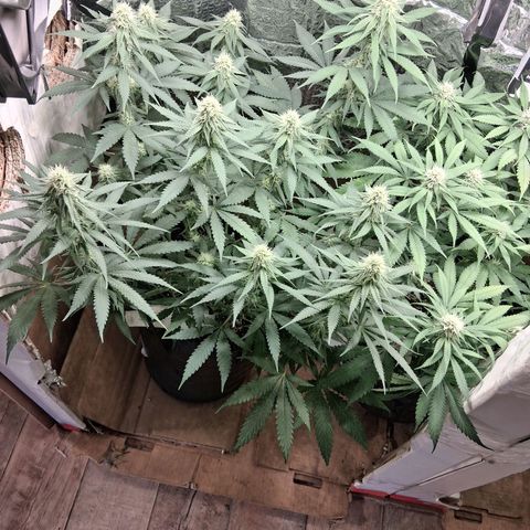 3 Critical Orange Punch growlog timeline photo