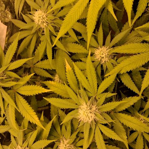 3 Critical Orange Punch growlog timeline photo