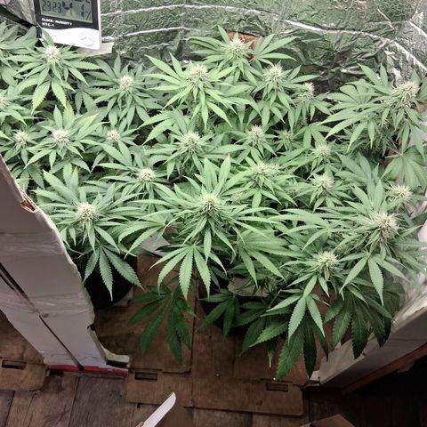 3 Critical Orange Punch growlog timeline photo