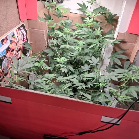 2 Egypto Indian seeds growlog timeline photo