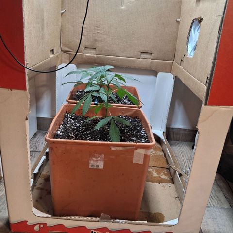 2 Rainbow maker Bsf  growlog timeline photo