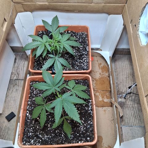 2 Rainbow maker Bsf  growlog timeline photo