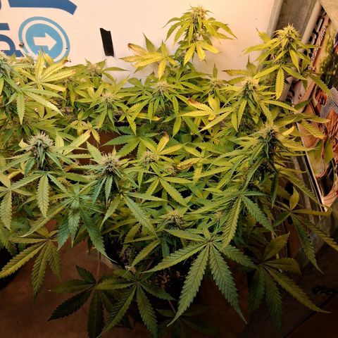 2 Auto Power Plant growlog timeline photo