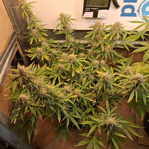 2 Auto Power Plant growlog timeline photo