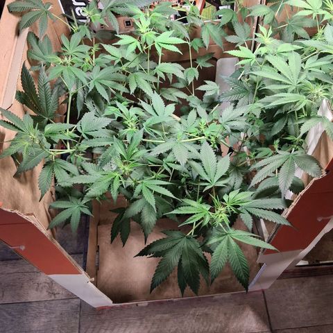 2 Egypto Indian seeds growlog timeline photo