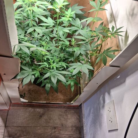 2 Egypto Indian seeds growlog timeline photo