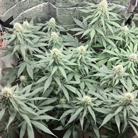 3 Critical Orange Punch growlog timeline photo