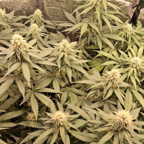3 Critical Orange Punch growlog timeline photo