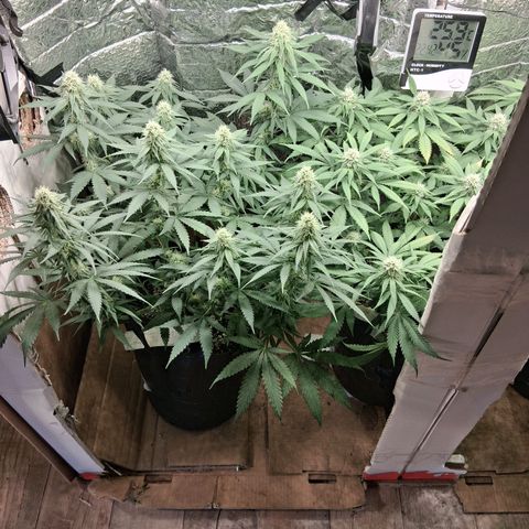 3 Critical Orange Punch growlog timeline photo