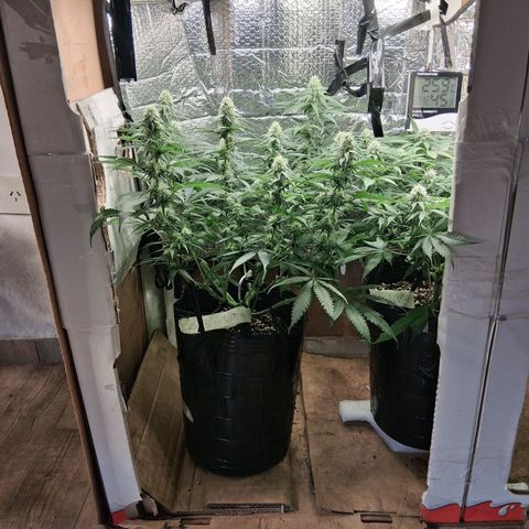 3 Critical Orange Punch growlog timeline photo