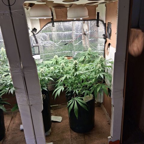 3 Critical Orange Punch growlog timeline photo