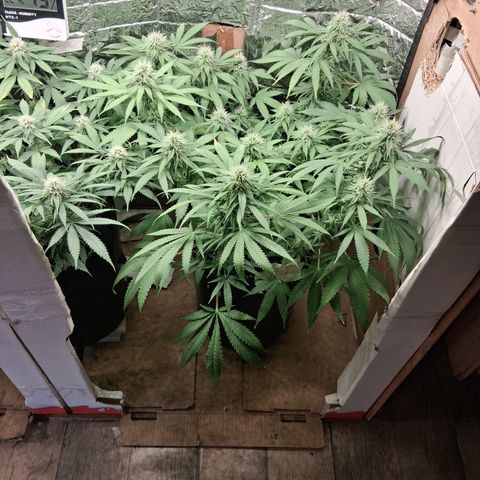 3 Critical Orange Punch growlog timeline photo
