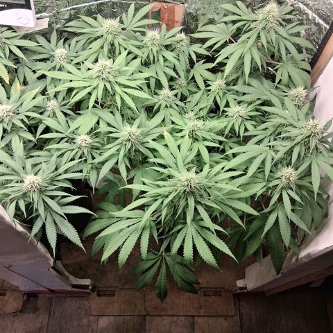 3 Critical Orange Punch growlog timeline photo
