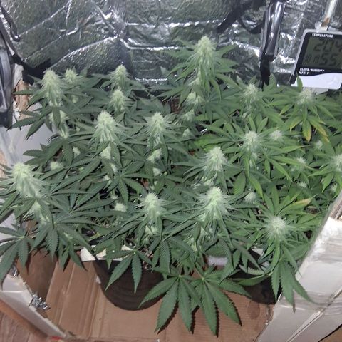 3 Critical Orange Punch growlog timeline photo