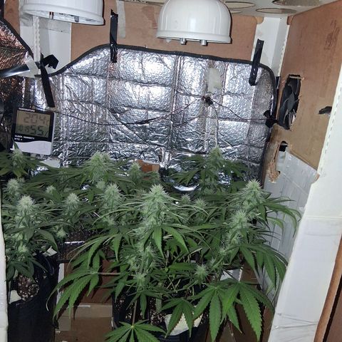 3 Critical Orange Punch growlog timeline photo