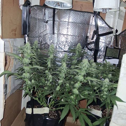 3 Critical Orange Punch growlog timeline photo