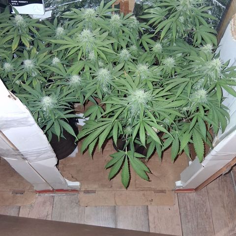 3 Critical Orange Punch growlog timeline photo