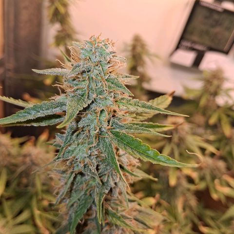 2 Auto Power Plant growlog timeline photo