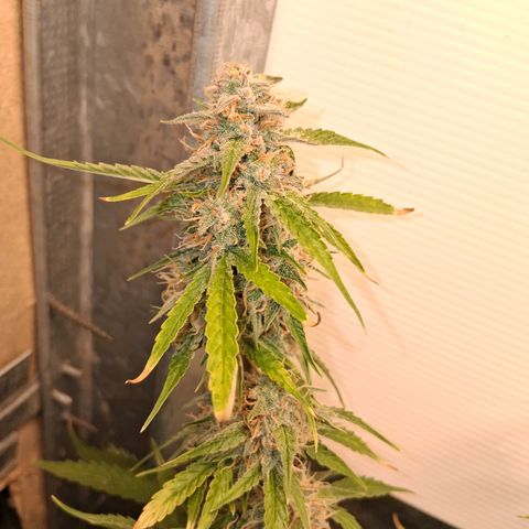 2 Auto Power Plant growlog timeline photo