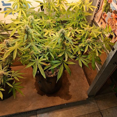 2 Auto Power Plant growlog timeline photo
