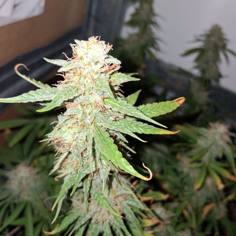 2 Auto Power Plant growlog timeline photo