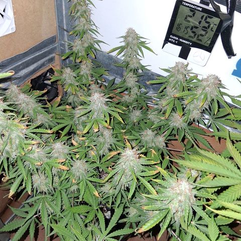 2 Auto Power Plant growlog timeline photo