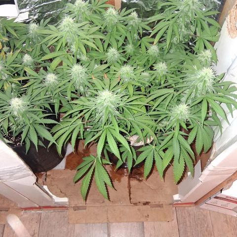 3 Critical Orange Punch growlog timeline photo