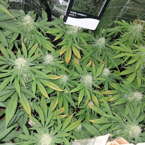 3 Critical Orange Punch growlog timeline photo