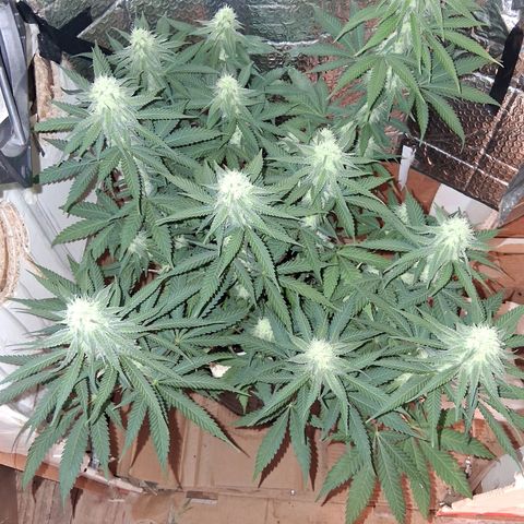 3 Critical Orange Punch growlog timeline photo