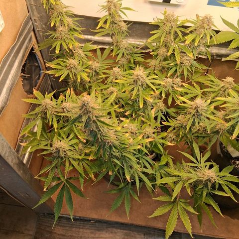 2 Auto Power Plant growlog timeline photo