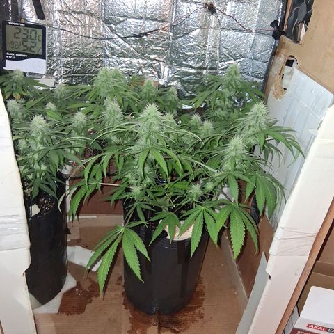 3 Critical Orange Punch growlog timeline photo